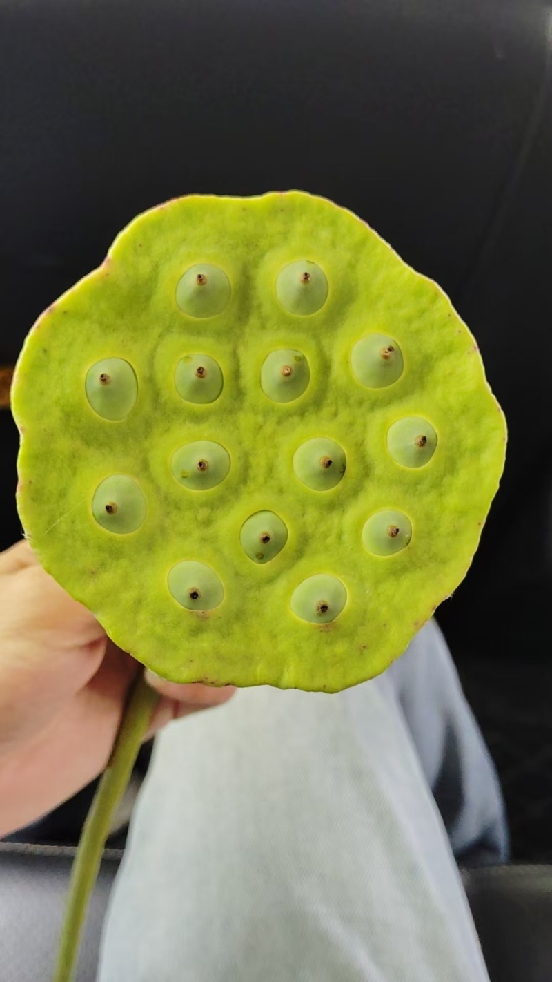 太空莲蓬，
