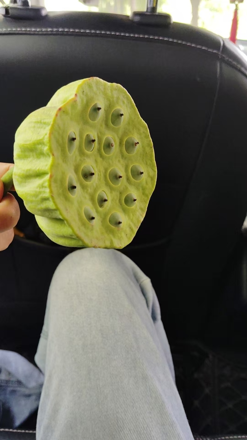 太空莲蓬，