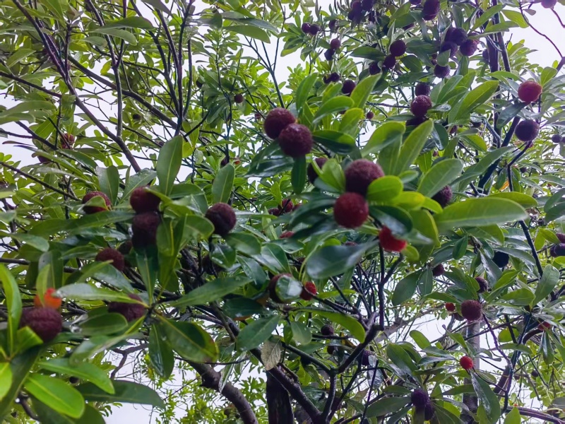 余姚三七市荸荠杨梅