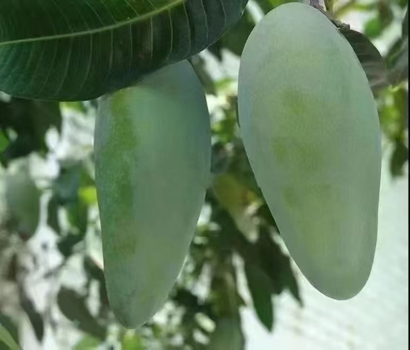 西双版纳本地大青芒