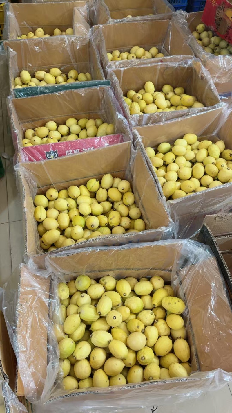 广东香水柠檬黄柠檬