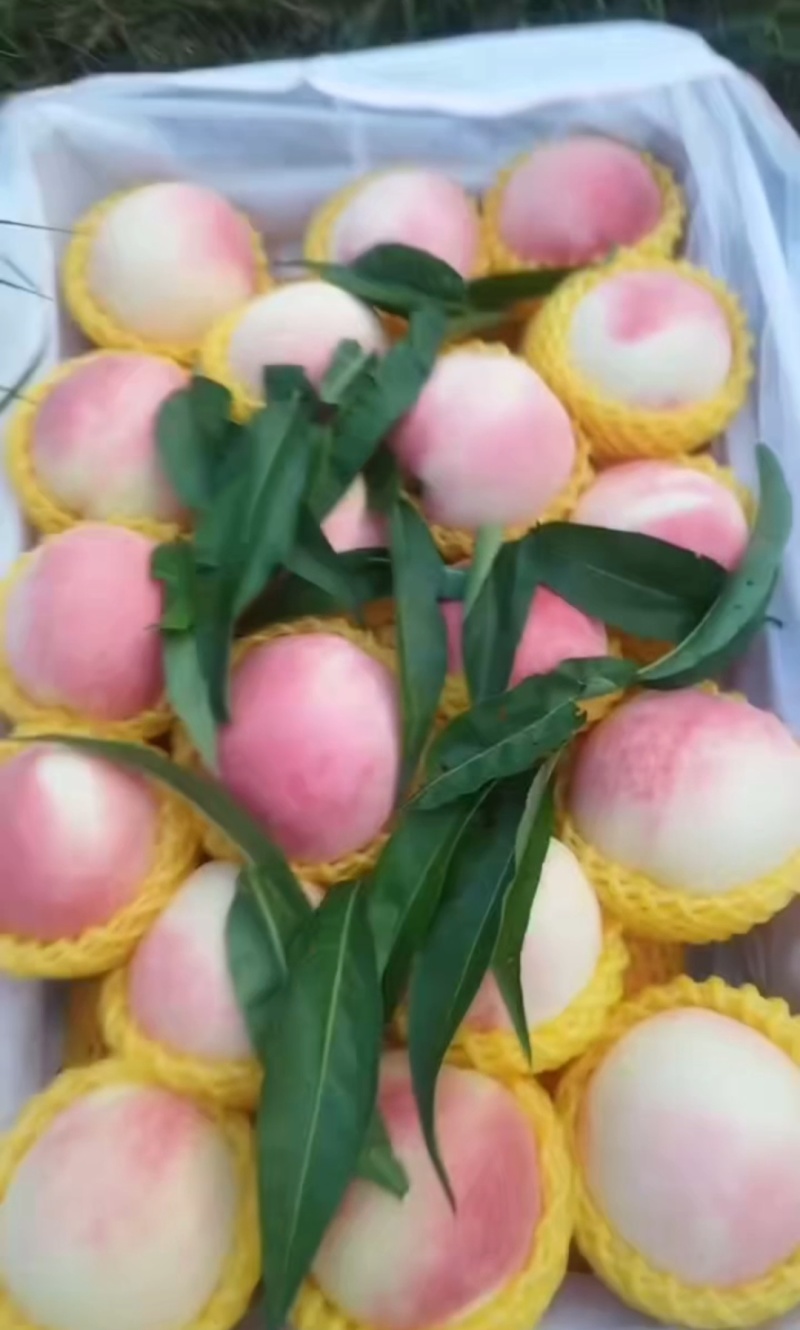 沙红桃