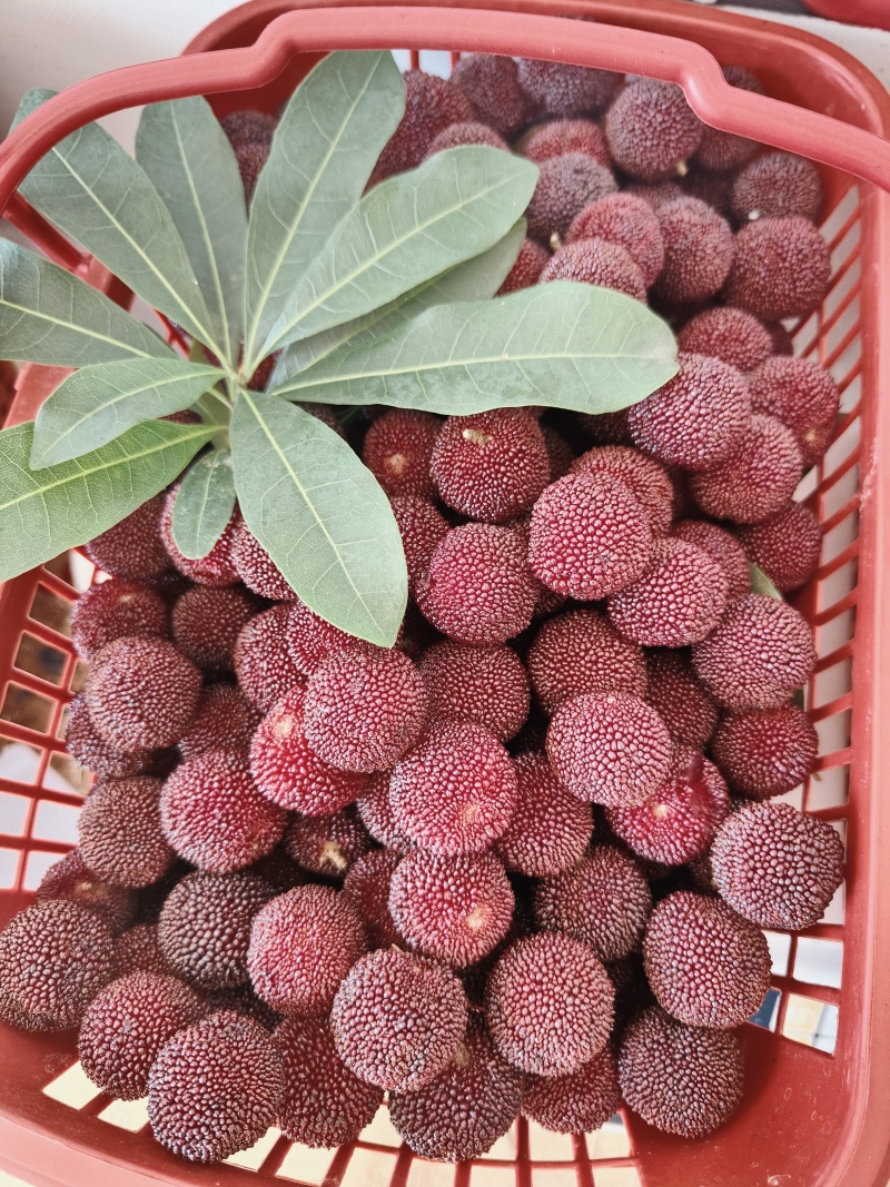 浏阳市乌梅黑炭梅