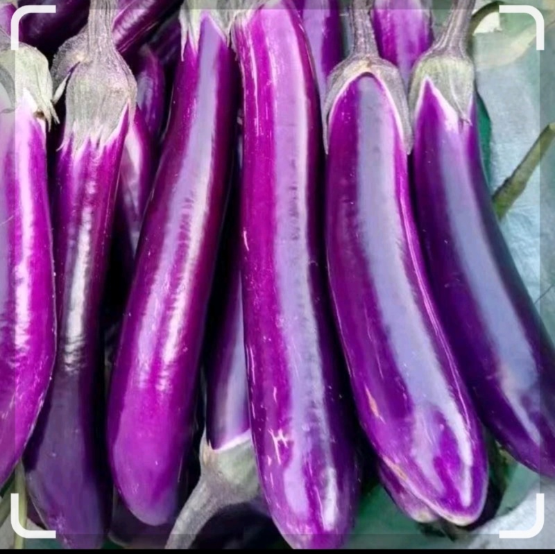 烧烤茄🍆