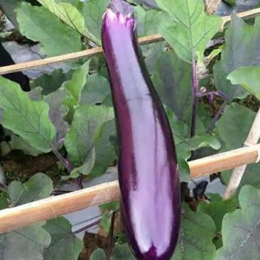 烧烤茄🍆