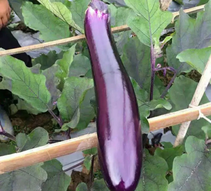 烧烤茄🍆