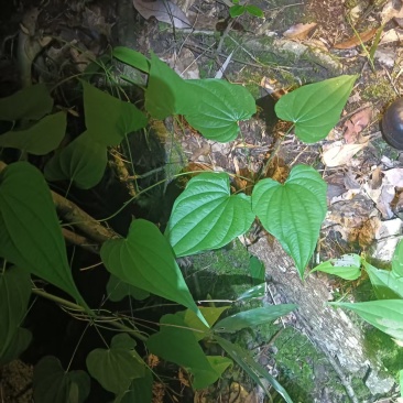 野生穿山龙