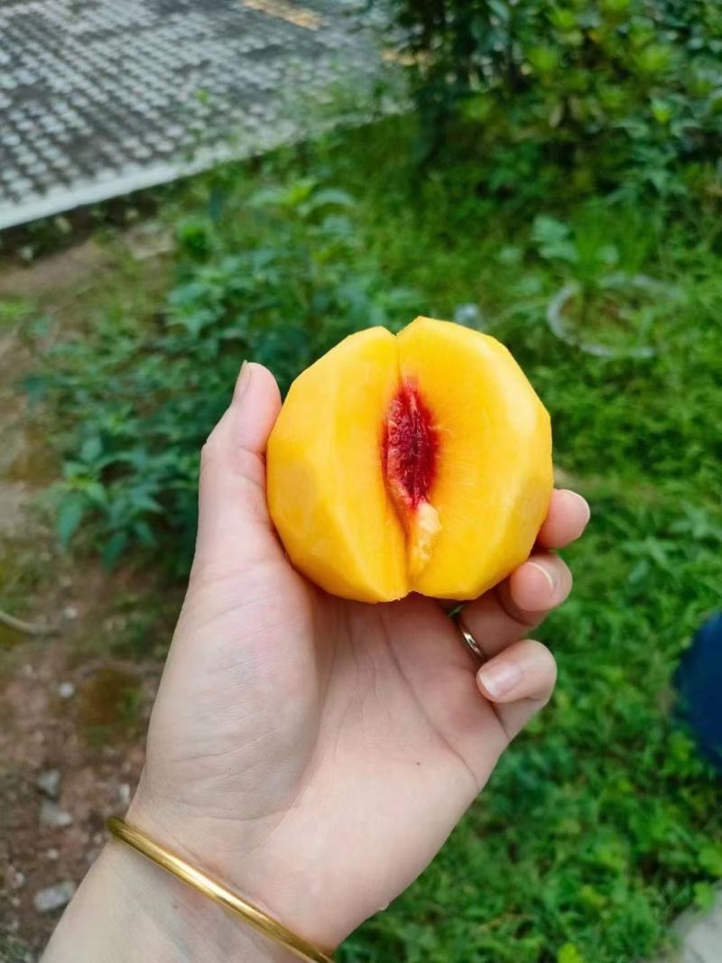 我想卖炎陵的黄桃