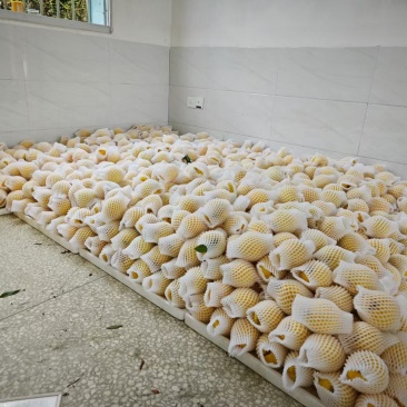 我想卖炎陵的黄桃