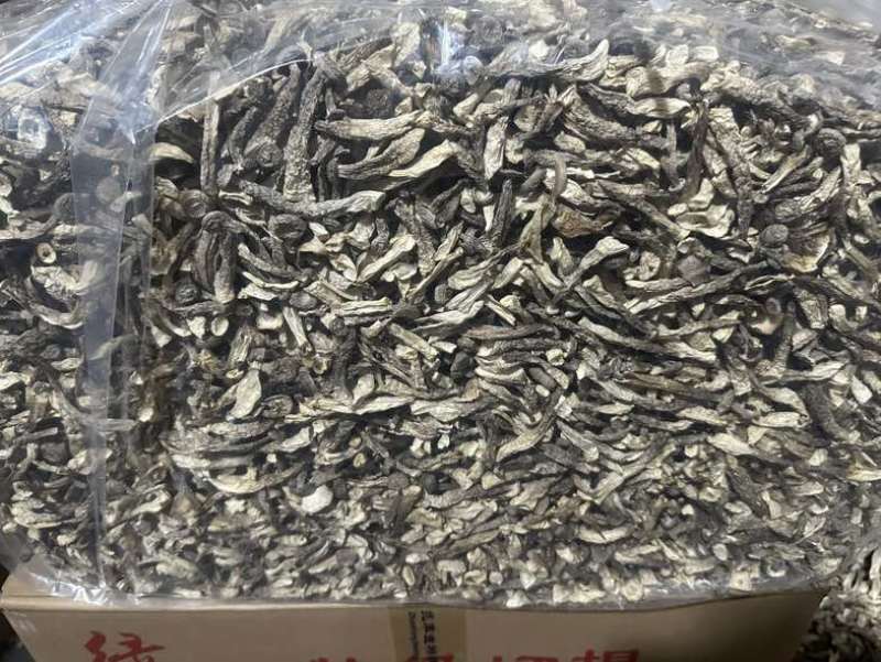 鹿茸菇