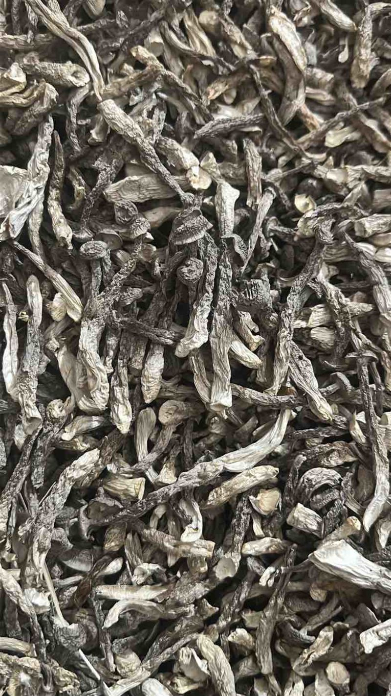 鹿茸菇