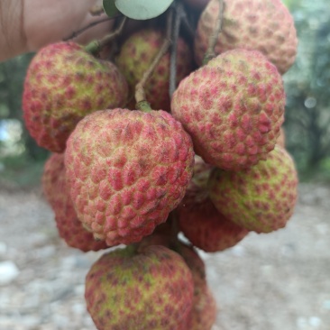荔枝，桂味，糯米糍