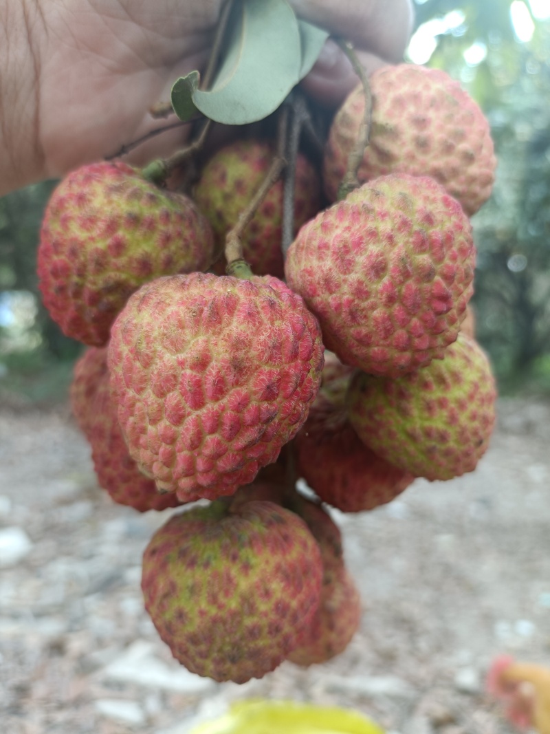 荔枝，桂味，糯米糍