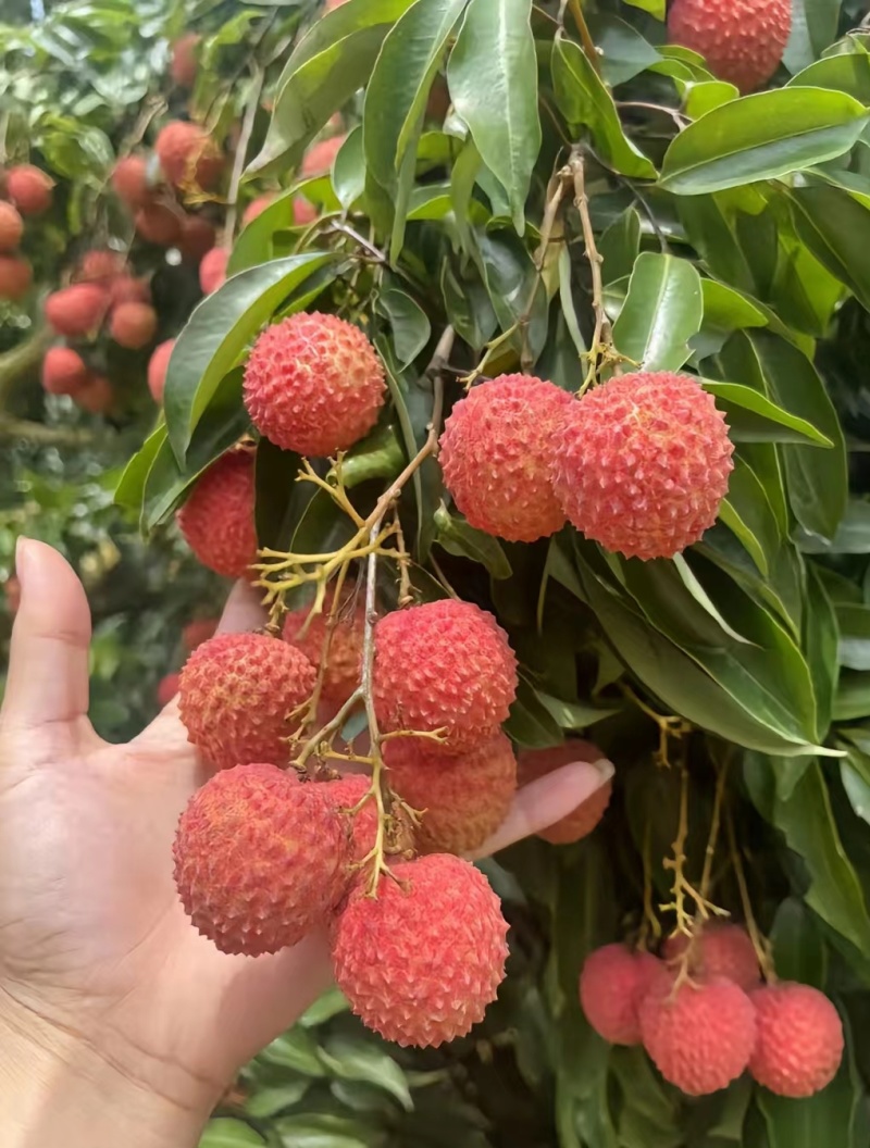 桂味桂荔枝！