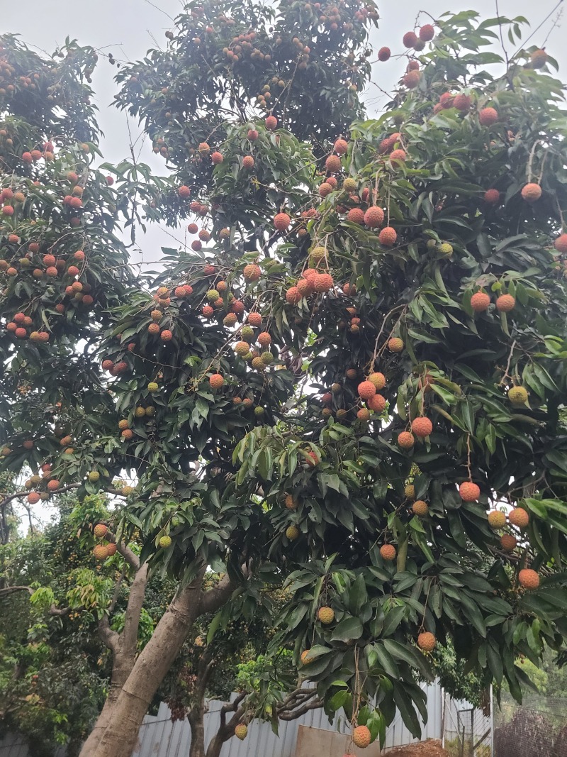 桂味桂荔枝！