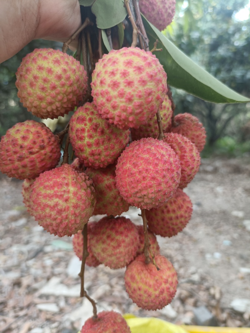 荔枝，桂味，糯米糍