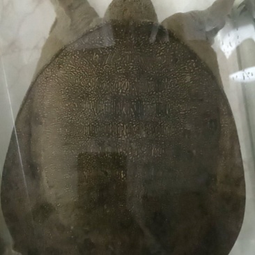 正宗野生中华鳖，江和水库货