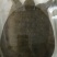 正宗野生中华鳖，江和水库货