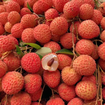 桂味荔枝