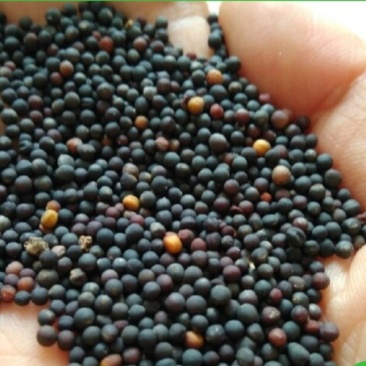 油菜籽