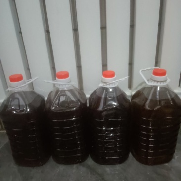 油菜籽