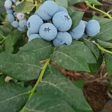 莱克西蓝莓