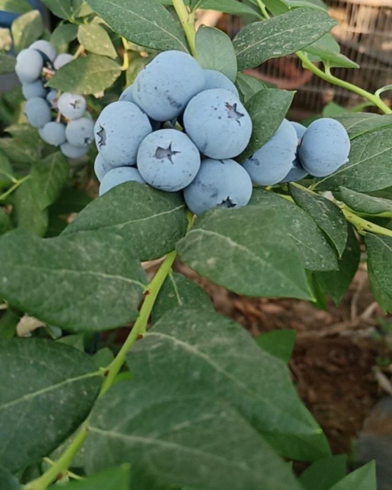 莱克西蓝莓