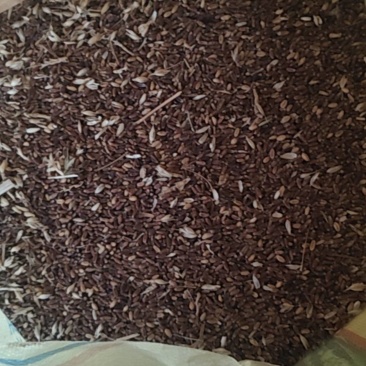 黑小麦
