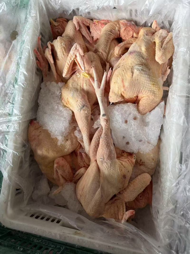 2.5-4斤的麻公麻母