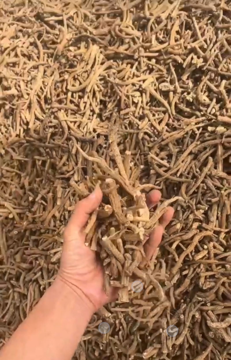 各种规格的云木香