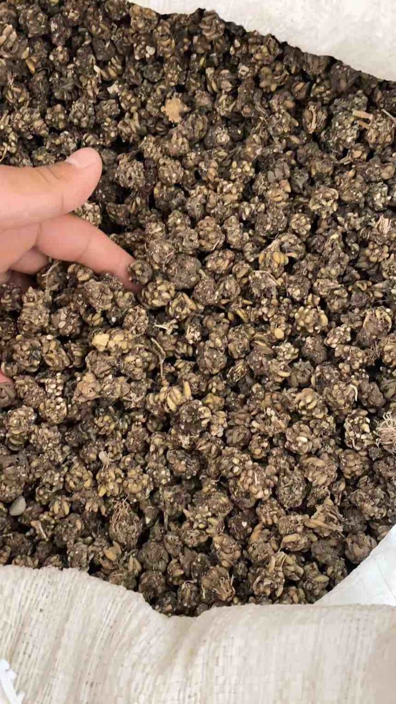 猫爪草