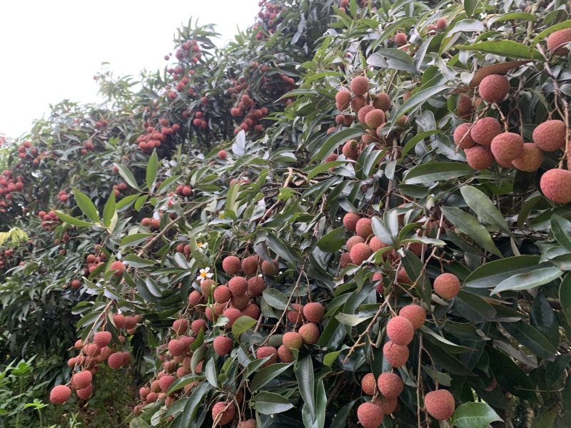 钦州市新棠镇荔枝（黑叶荔）（贵妃红）（新棠红）（桂味）