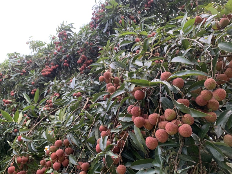 钦州市新棠镇荔枝（黑叶荔）（贵妃红）（新棠红）（桂味）