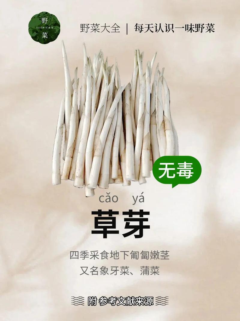 蒙自草牙
