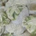 精品有机花菜大掉价大掉价