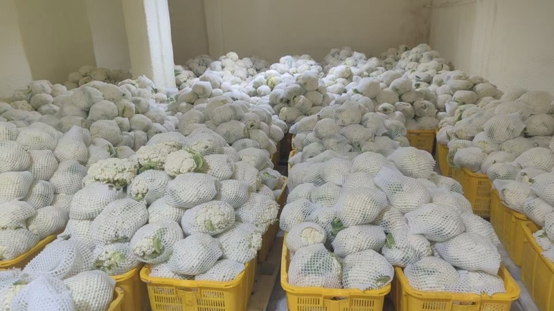 精品有机花菜大掉价大掉价