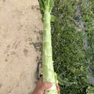 精品莴笋无空心无脱节