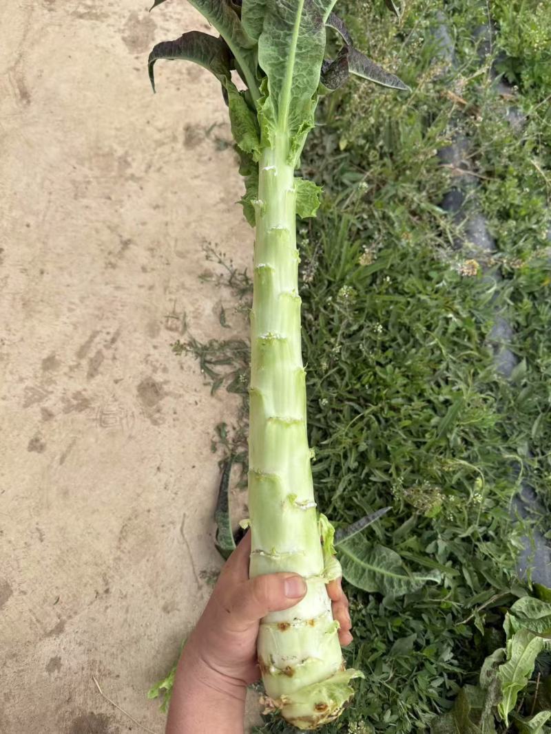 精品莴笋无空心无脱节