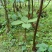 全国供应农户直销不打药纯野生重楼