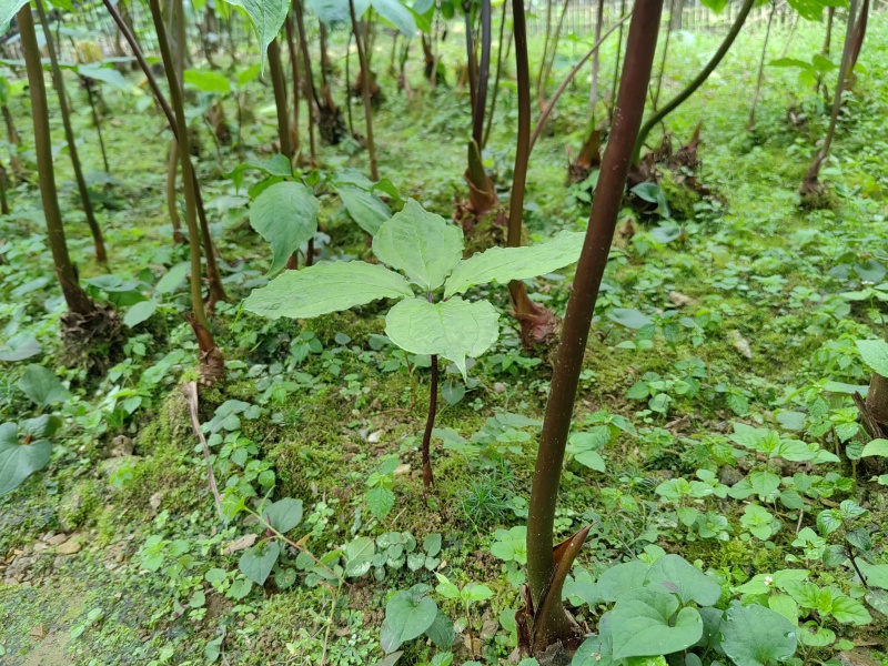 全国供应农户直销不打药纯野生重楼