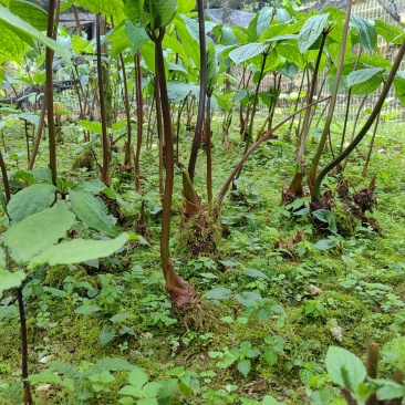 全国供应农户直销不打药纯野生重楼