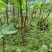 全国供应农户直销不打药纯野生重楼