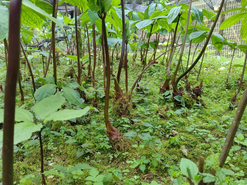 全国供应农户直销不打药纯野生重楼