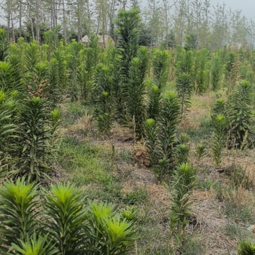 飞蓬草