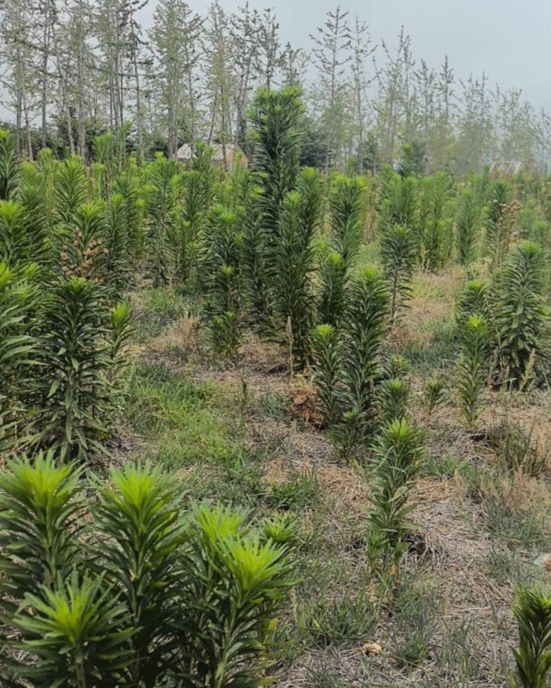 飞蓬草