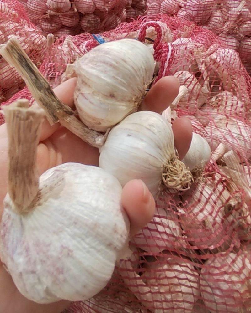 大蒜