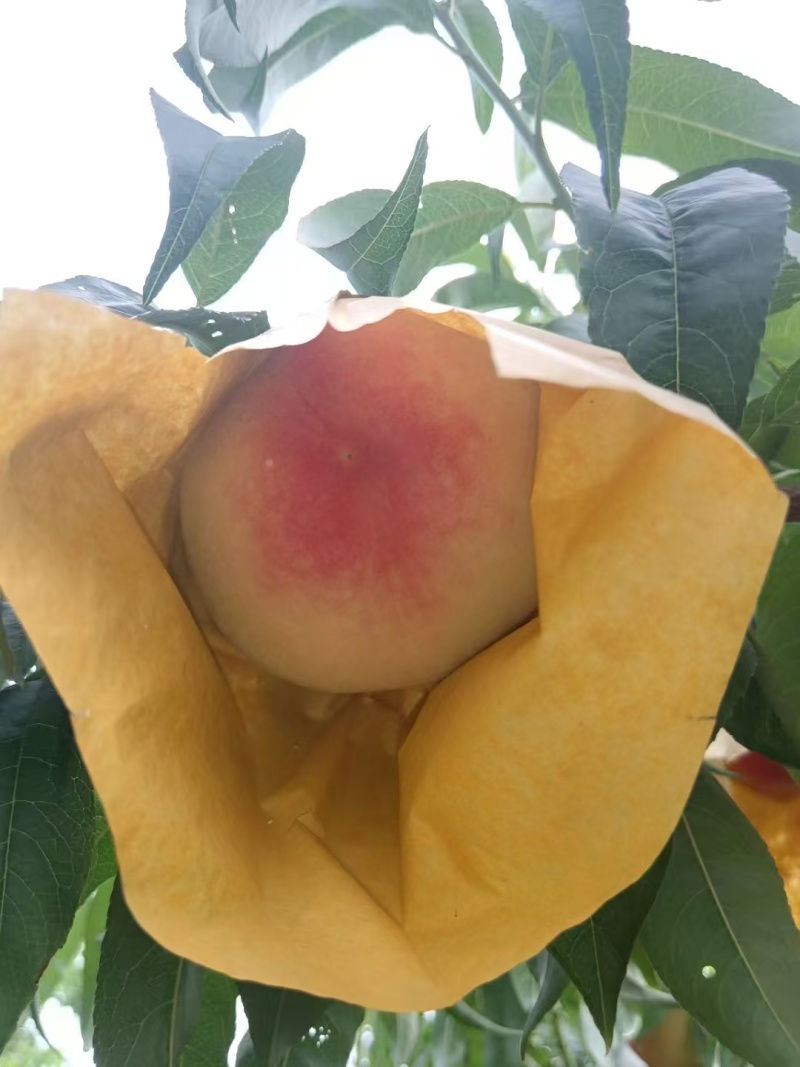 水蜜桃大量现货