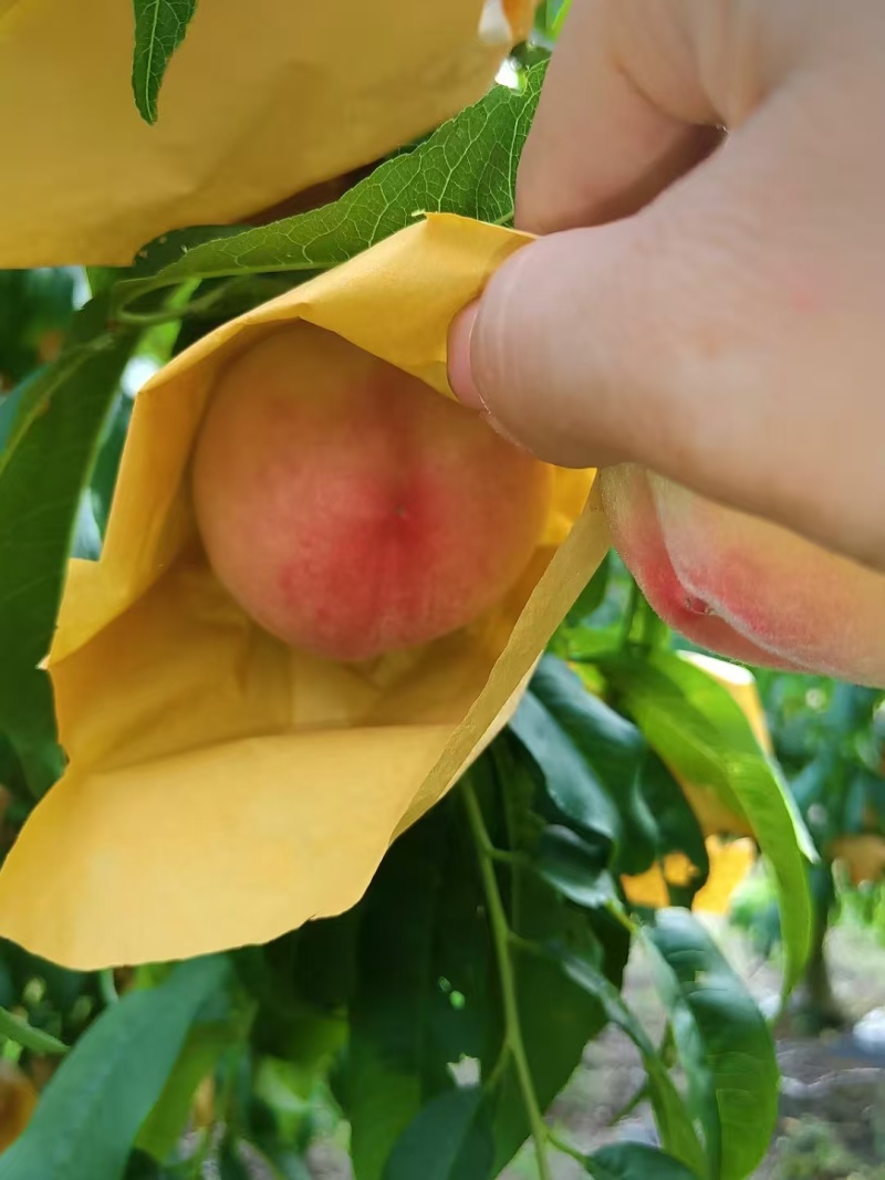 水蜜桃大量现货