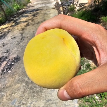 黄金密一号