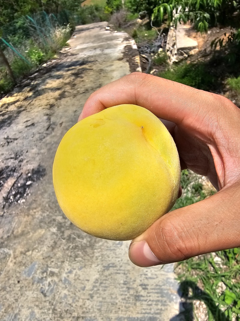 黄金密一号